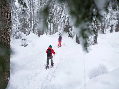 Snowshoes MSR Snowshoe Kit (Evo Trail, DynaLock Trail Poles & Bag) 5 Snowshoes MSR Snowshoe Kit (Evo Trail, DynaLock Trail Poles & Bag)