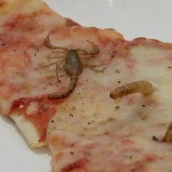 Novelties Lil Bugz Edible Scorpions, Superworms And Crickets